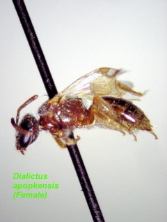 Lasioglossum apopkense, female, side