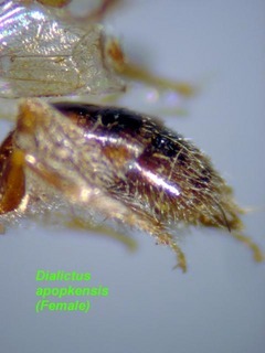 Lasioglossum apopkense, female, terga side