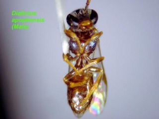 Lasioglossum apopkense, male, below