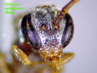 Lasioglossum apopkense, male, face