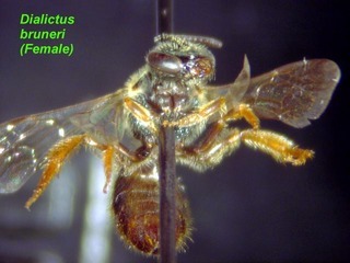 Lasioglossum bruneri, female, below