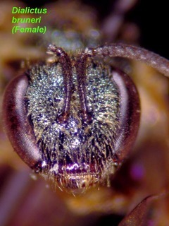 Lasioglossum bruneri, female, face