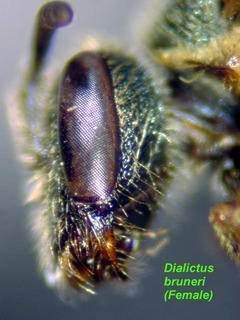 Lasioglossum bruneri, female, face side