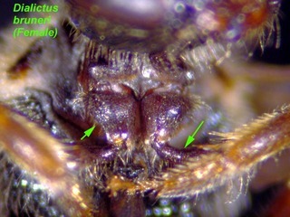 Lasioglossum bruneri, female, front coxa trochanter