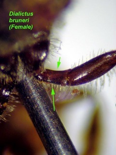 Lasioglossum bruneri, female, front trochanter