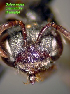 Sphecodes clematidis, female, face
