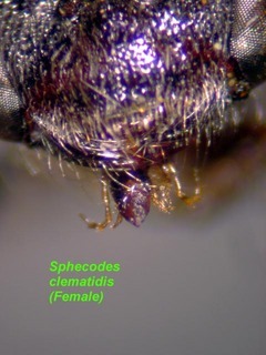 Sphecodes clematidis, female, tongue