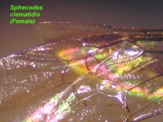 Sphecodes clematidis, female, wing