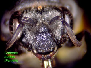 Colletes nudus, female, face front