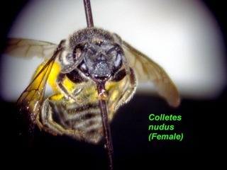 Colletes nudus, female, front