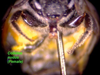 Colletes nudus, female, front legs