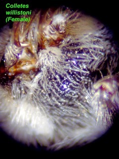 Colletes willistoni, female, mesepisternumside