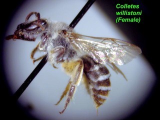 Colletes willistoni, female, side all