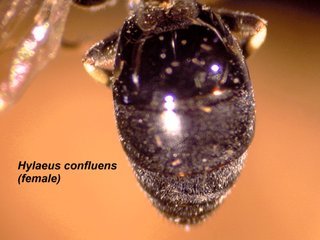 Hylaeus confluens, female, abdomen