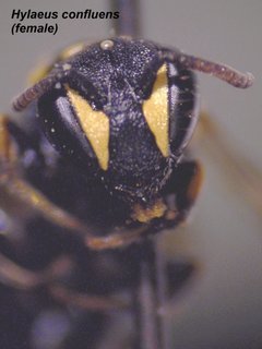 Hylaeus confluens, female, front face