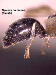 Hylaeus confluens, female, side abdomen