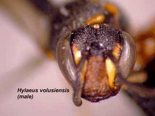 Hylaeus volusiensis, male, front face