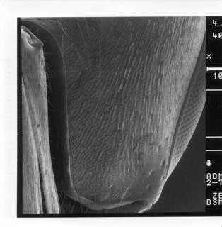 Lasioglossum admirandum, female, gena