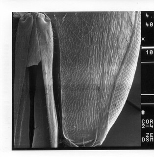 Lasioglossum coreopsis, female, gena