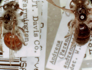 Andrena andrenoides, female, tergal color variability