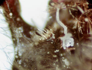 Andrena erythrogaster, 194352, female, subgenal coronet with long plumose hairs