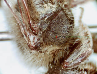 Andrena forbesii, female, hypoepimeral area rugopunctate