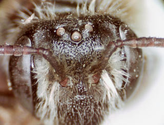 Andrena forbesii, female, punctate below ocelli