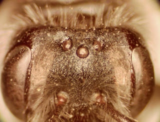 Andrena geranii, female, longrugae and narrow vertex and obscure punctations