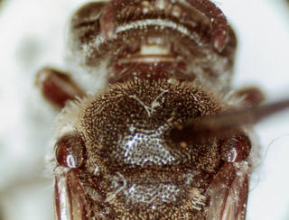Andrena quintiliformis, 193783, female, scutum with squamose hairs