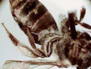 Andrena quintiliformis, female
