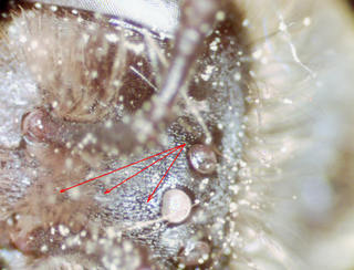 Andrena rufosignata, female, frontal line reaching med ocelli