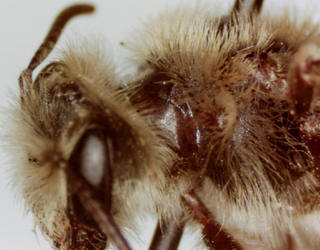 Andrena subaustralis, 194460, female, hummeral ridge interrupted by suture along dorsoventral ridge