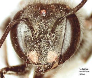 Anthidium maculifrons, 296636, female, face t