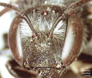Anthidium psoraleae, 224958, female, face t
