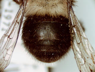 Anthophora abrupta, 231016, male, ab, female