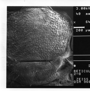 Lasioglossum reticulatum, female, scutum