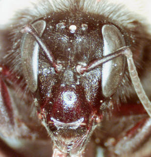 Bombus nevadensis auricomus, 222740, female, face