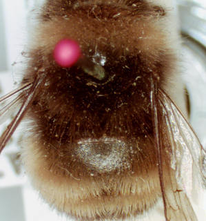Bombus terricola, 221016, male, dorsum