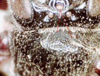 Coelioxys dolichos, anterior scutum impunctate area very narrow