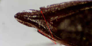 Coelioxys rufitarsis, s6 acute tip with subapical notches