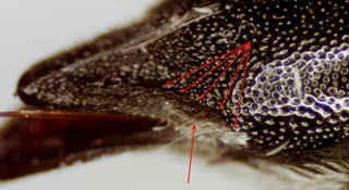 Coelioxys rufitarsis, t6 mediolateral emargination with setae