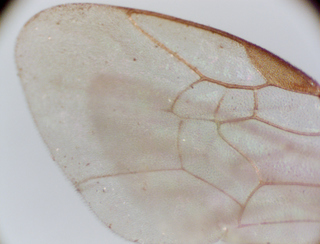 Lasioglossum bruneri, female, forwing