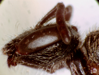 Lasioglossum cattellae, female, gena v eye width