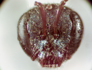 Lasioglossum dreisbachi, female, face