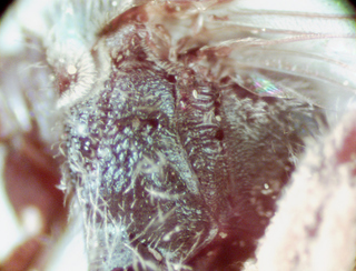 Lasioglossum dreisbachi, female, pluera