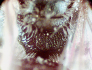 Lasioglossum dreisbachi, female, propodeum