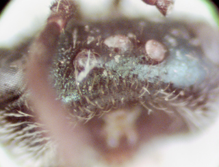 Lasioglossum dreisbachi, female, punctate vertex
