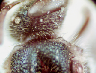 Lasioglossum hartii, female, pronotal lateral angle obtuse