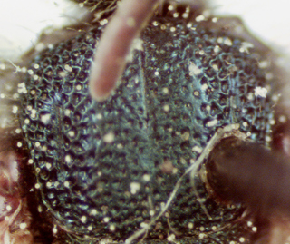 Lasioglossum hartii, female, scutum