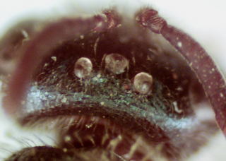 Lasioglossum hartii, female, vertex with punctures transversly striated